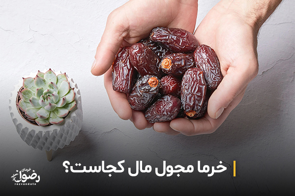 خرما مجول مال کجاست