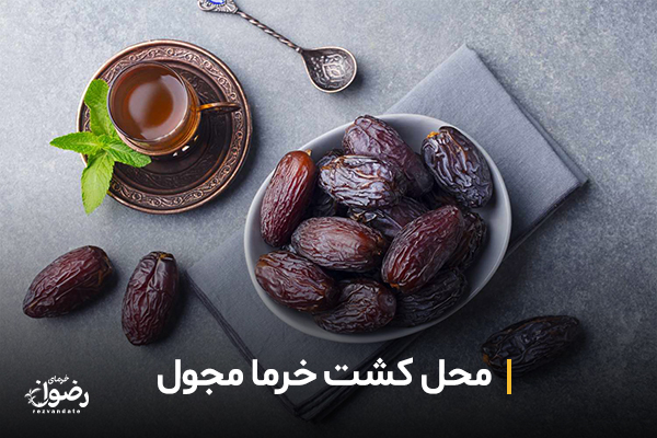 خرما مجول مال کجاست 2 محل کشت خرما مجول در جهان